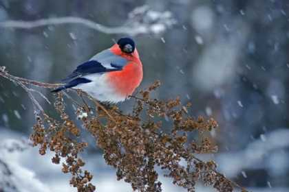 Sabah Bakıya sulu qar yağacaq - PROQNOZ
