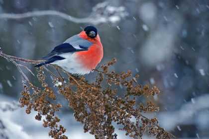 Sabah qar yağacaq - PROQNOZ