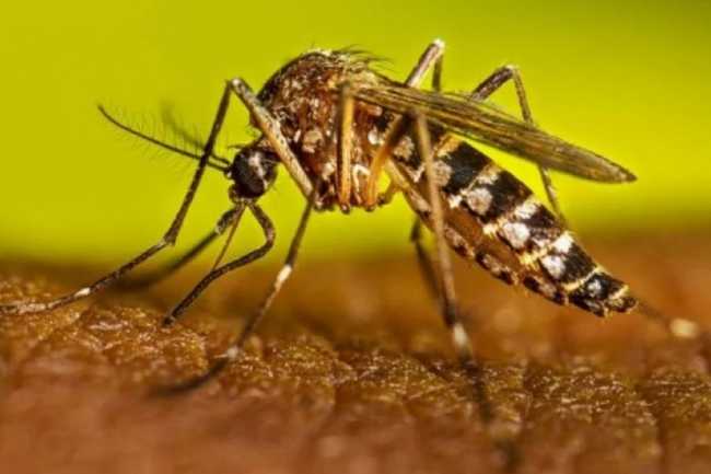 ABŞ ağcaqanadları bioloji silah kimi sınaqdan keçirib