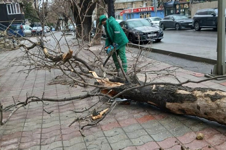 Güclü külək Bakıda 37 ağacı sındırıb
