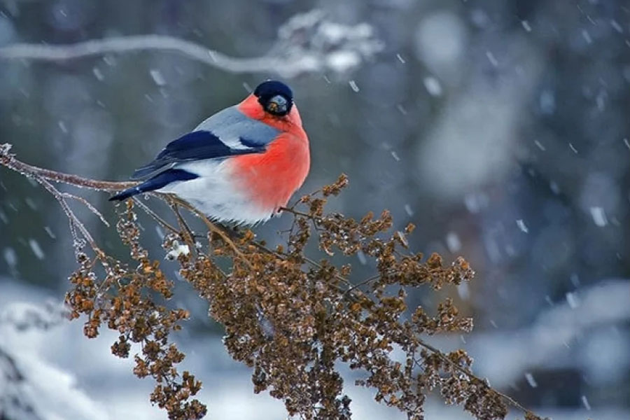 Sabah Bakıya sulu qar yağacaq - PROQNOZ