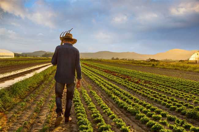 Fermerlər yaxın günlərdə subsidiya almağa başlayacaq